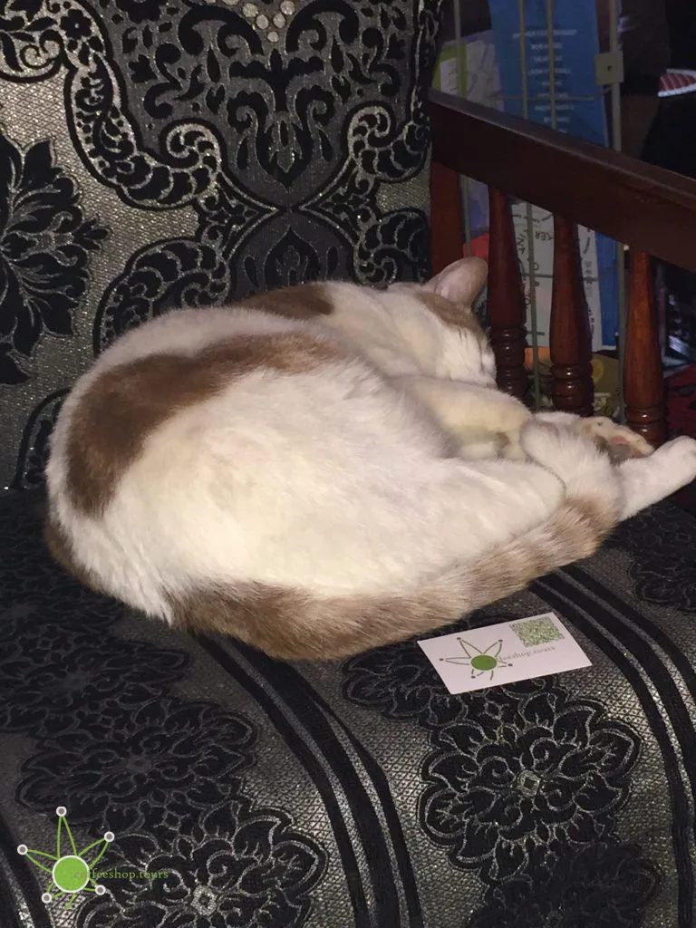Rizla sleeping when visiting in 2017